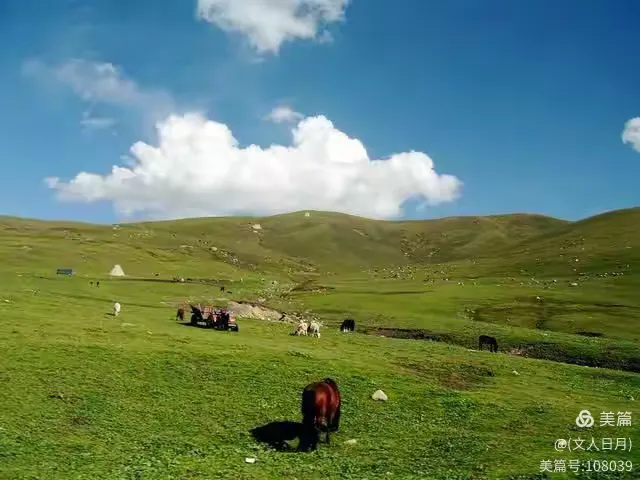 七月的草原